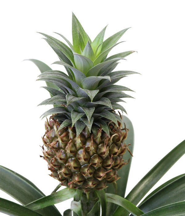  Ananaspflanze - Ananas Comosus, In Keramik