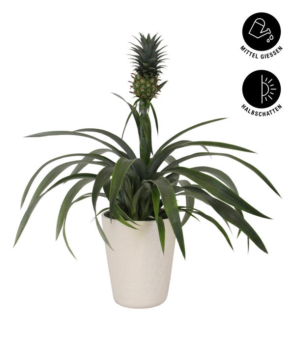  Ananaspflanze - Ananas Comosus, In Keramik
