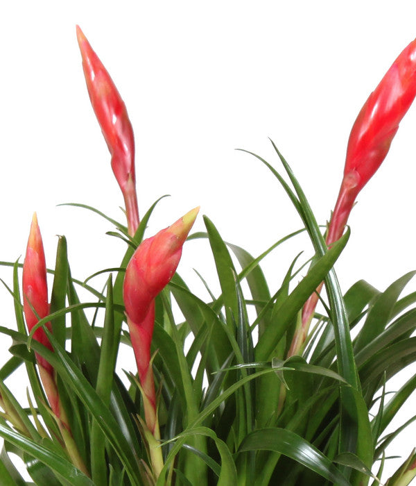  Flammendes Schwert - Vriesea Multiflora 'Astrid', In Keramik