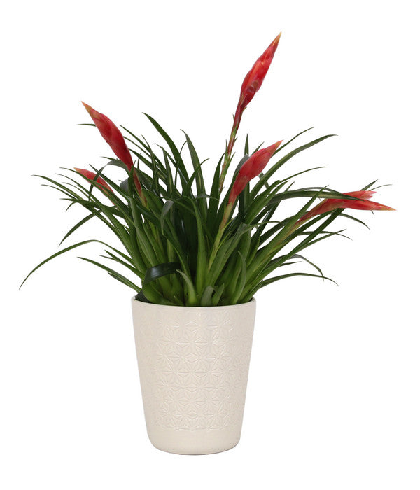  Flammendes Schwert - Vriesea Multiflora 'Astrid', In Keramik