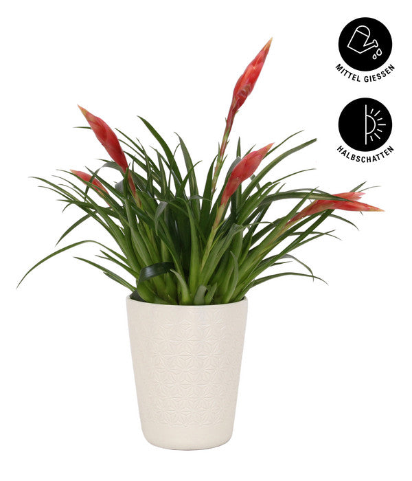 Flammendes Schwert - Vriesea Multiflora 'Astrid', In Keramik