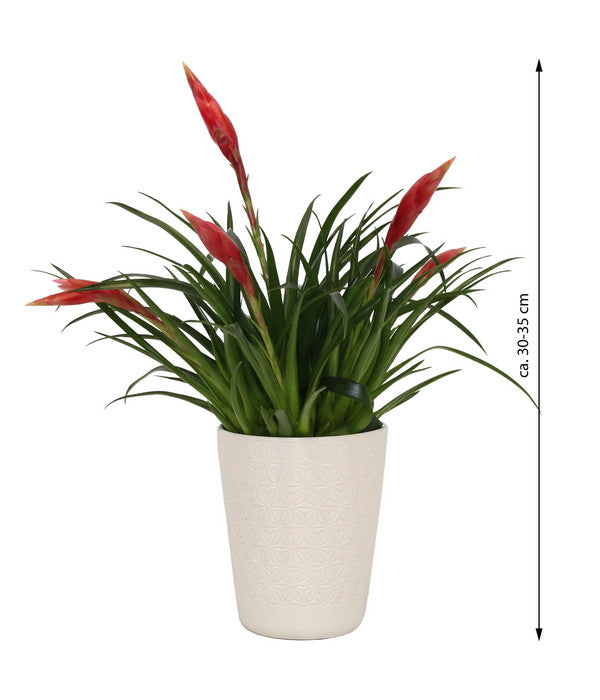  Flammendes Schwert - Vriesea Multiflora 'Astrid', In Keramik