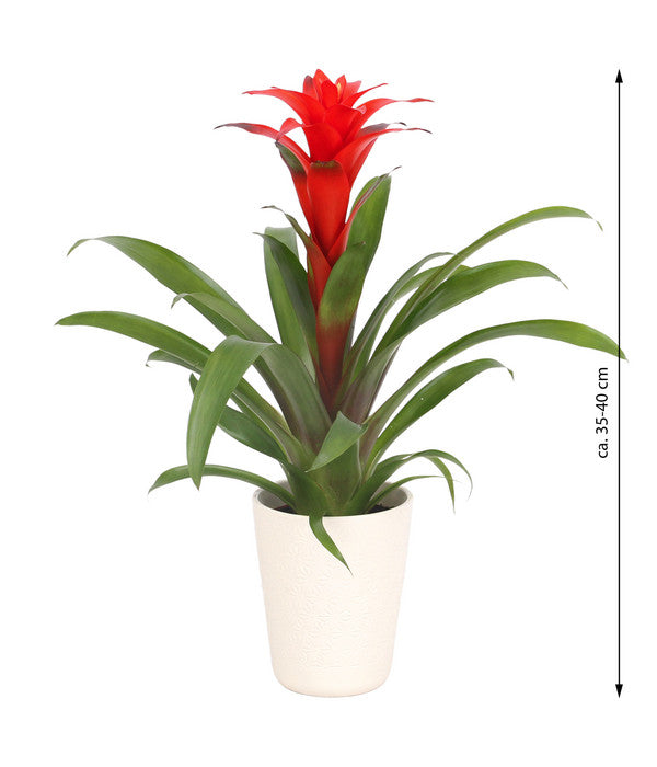  Guzmanie - Guzmania Calypso, In Keramik