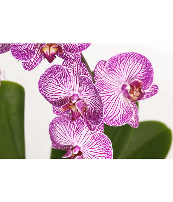  Schmetterlingsorchidee - Phalaenopsis Cultivaris 'Cascade', Verschiedene Sorten