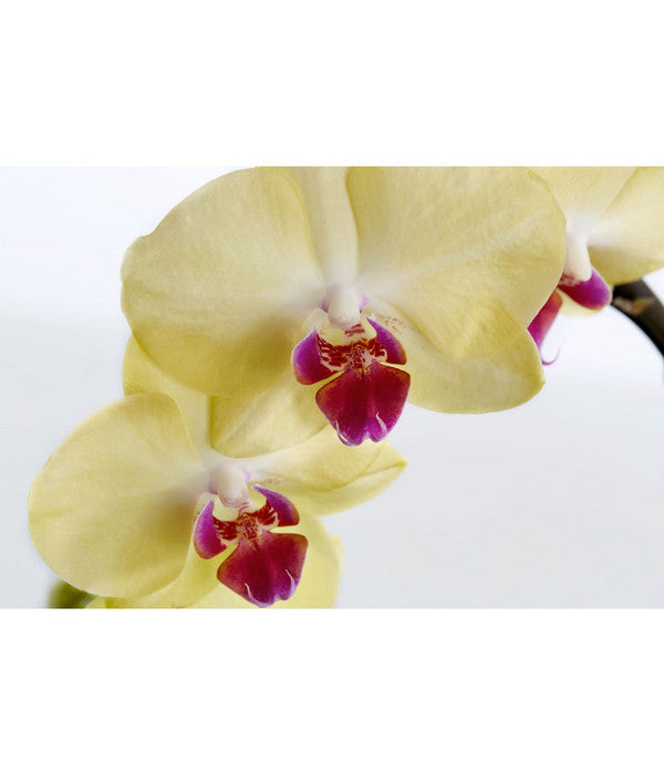  Schmetterlingsorchidee - Phalaenopsis Cultivaris 'Cascade', Verschiedene Sorten