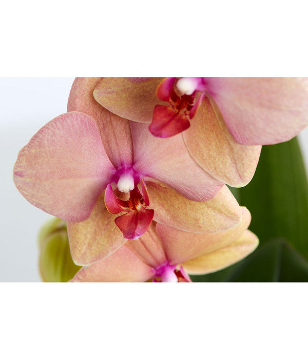  Schmetterlingsorchidee - Phalaenopsis Cultivaris 'Cascade', Verschiedene Sorten