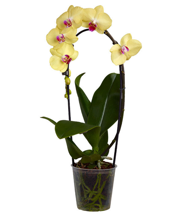  Schmetterlingsorchidee - Phalaenopsis Cultivaris 'Cascade', Verschiedene Sorten
