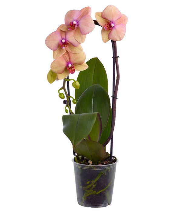 Schmetterlingsorchidee - Phalaenopsis Cultivaris 'Cascade', Verschiedene Sorten