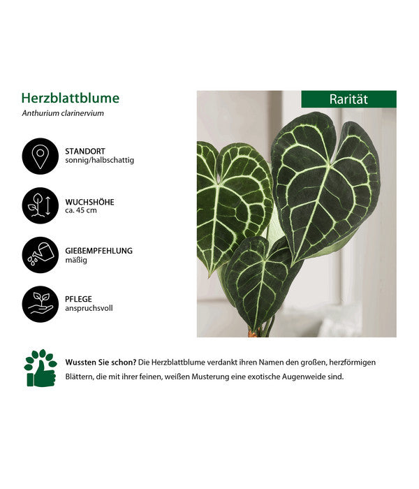  Herzblattblume - Anthurium Clarinervium