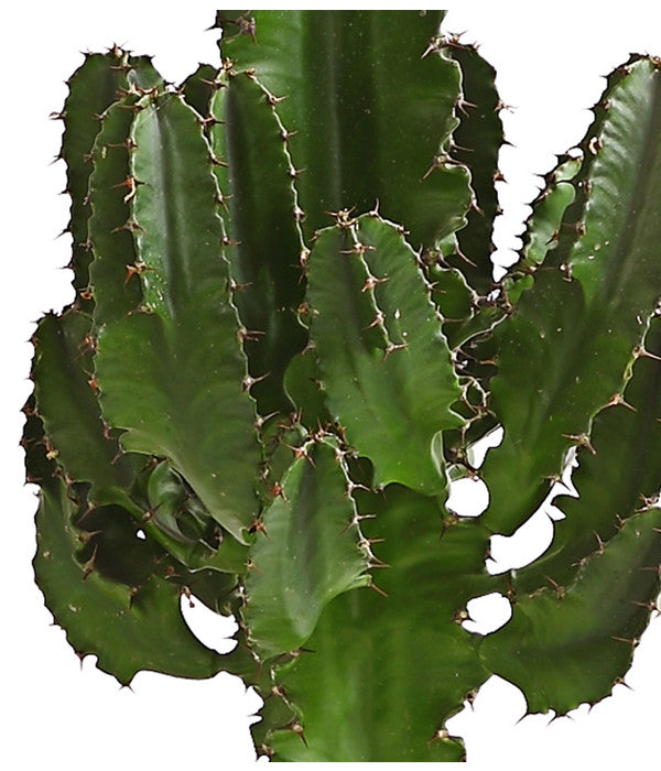  Abessinische Wolfsmilch - Euphorbia Abyssinica