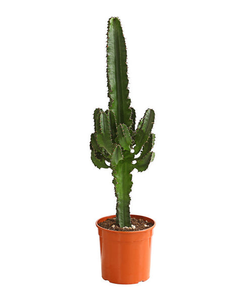  Abessinische Wolfsmilch - Euphorbia Abyssinica
