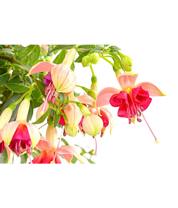  Fuchsie, Verschiedene Sorten