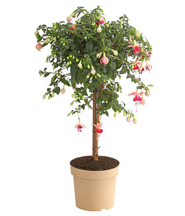  Fuchsie, Verschiedene Sorten