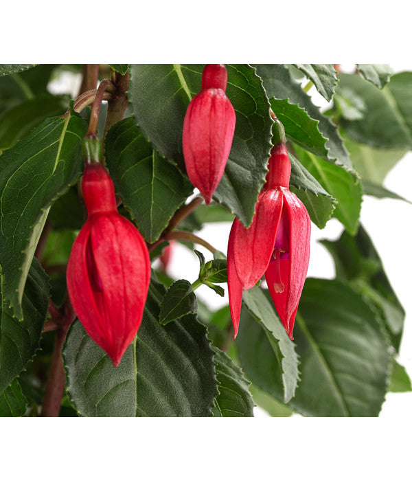  Fuchsie, Verschiedene Sorten
