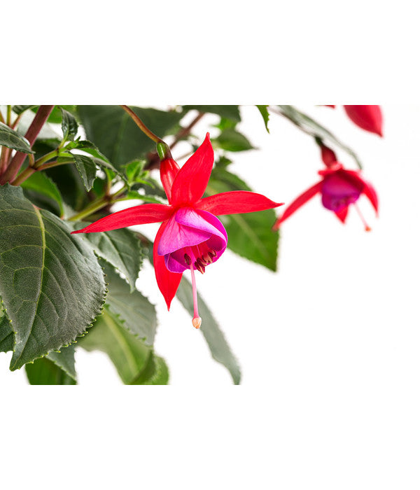  Fuchsie, Verschiedene Sorten