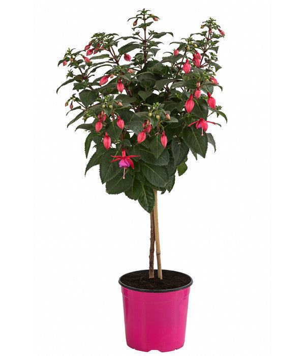  Fuchsie, Verschiedene Sorten