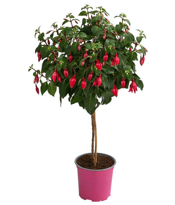  Fuchsie, Verschiedene Sorten