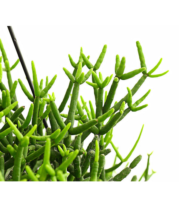  Korallenkaktus - Rhipsalis Baccifera 'Oasis', Ampel