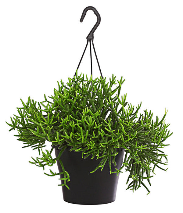  Korallenkaktus - Rhipsalis Baccifera 'Oasis', Ampel