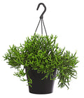  Korallenkaktus - Rhipsalis Baccifera 'Oasis', Ampel