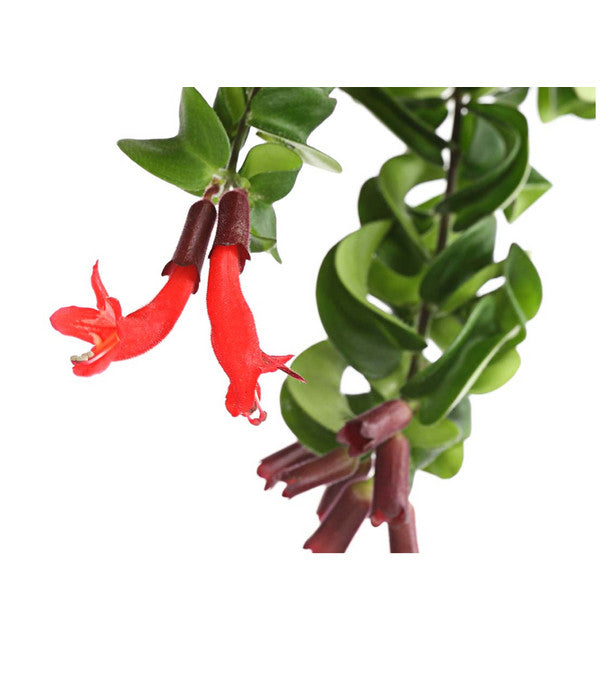  Schamblume - Aeschynanthus Lobbianus 'Rasta', Ampel