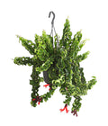  Schamblume - Aeschynanthus Lobbianus 'Rasta', Ampel