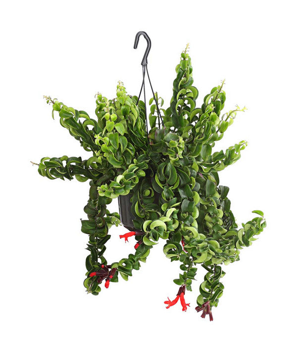  Schamblume - Aeschynanthus Lobbianus 'Rasta', Ampel