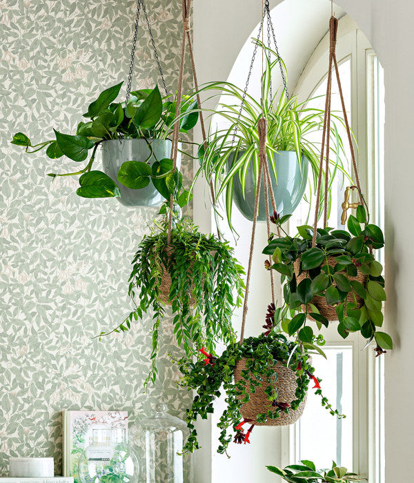  Schamblume - Aeschynanthus Japhrolepis