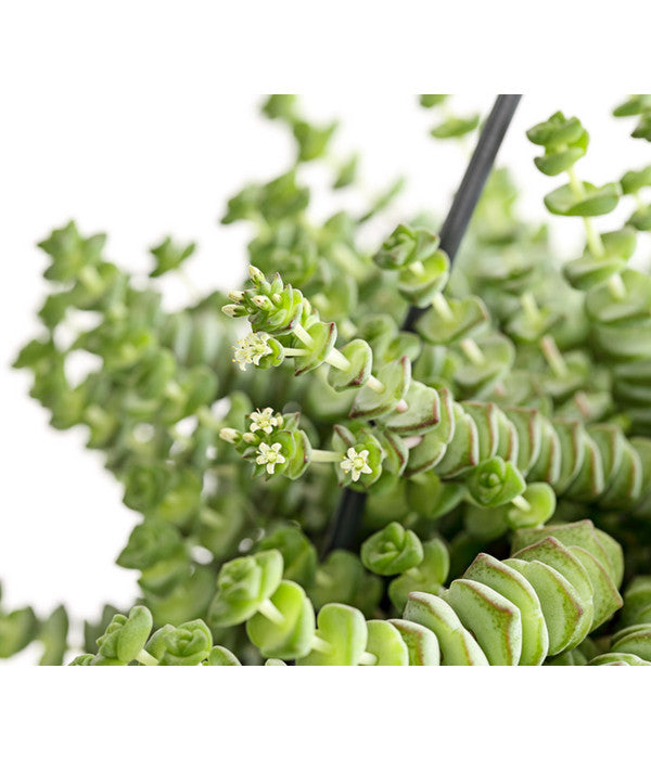 Felsendickblatt - Crassula Rupestris Subsp. Marnieriana 'Hottentot', Ampel