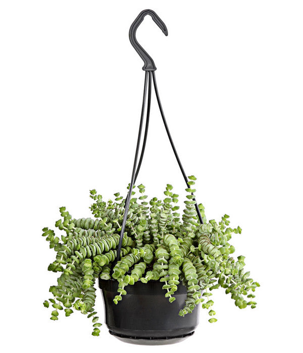  Felsendickblatt - Crassula Rupestris Subsp. Marnieriana 'Hottentot', Ampel