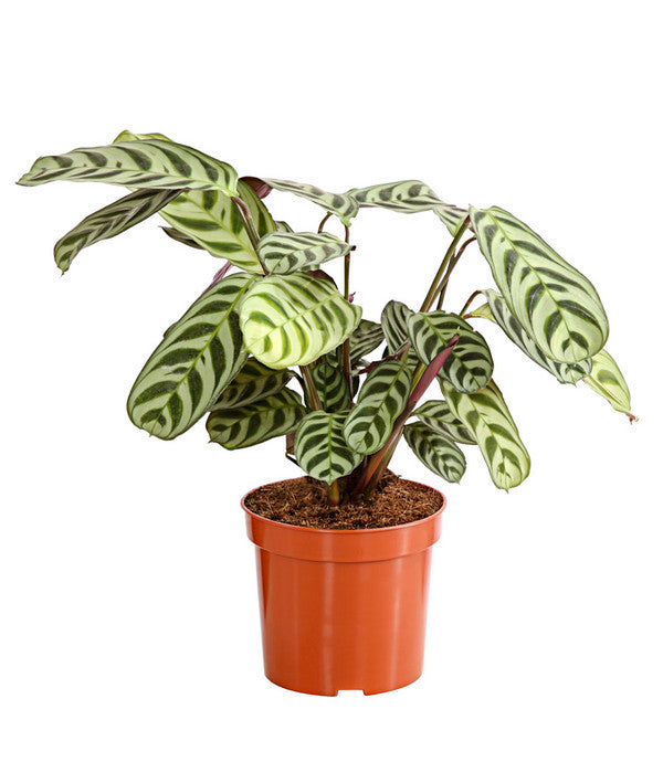  Marante - Ctenanthe Burle-marxii