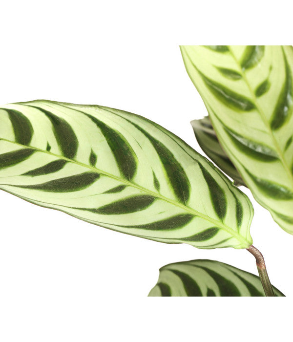  Marante - Ctenanthe Burle-marxii