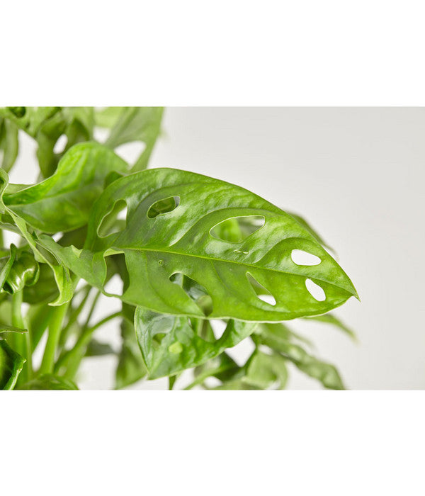  Fensterblatt - Monstera Adansonii, Ampel