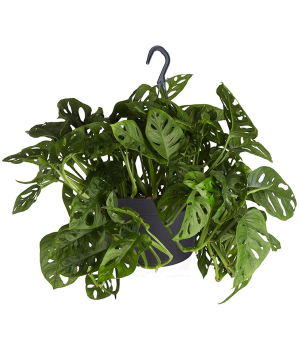  Fensterblatt - Monstera Adansonii, Ampel