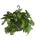  Fensterblatt - Monstera Adansonii, Ampel