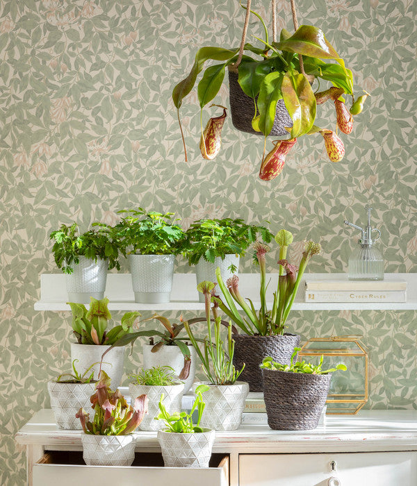  Sumpfkrug - Heliamphora