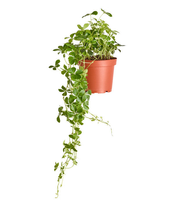  Kleine Zimmerrebe - Cissus Striata