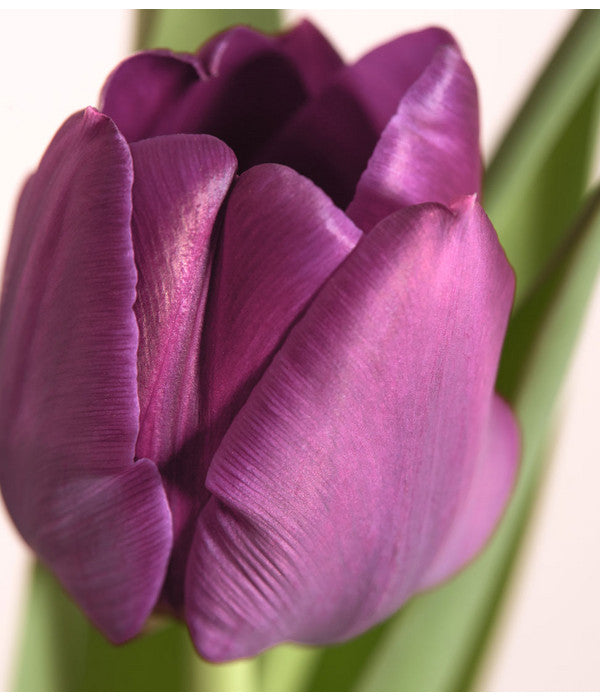  Tulpen 'Purple Flag'