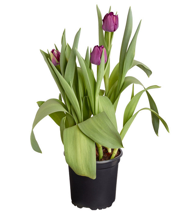  Tulpen 'Purple Flag'