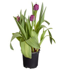 Tulpen 'Purple Flag'