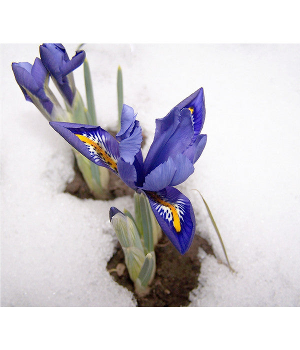  Netzblatt-Iris 'Harmony'