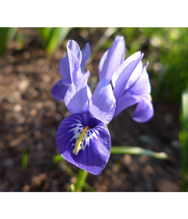  Netzblatt-Iris 'Harmony'
