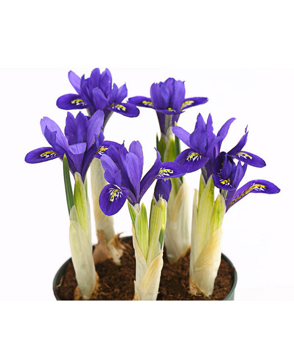  Netzblatt-Iris 'Harmony'