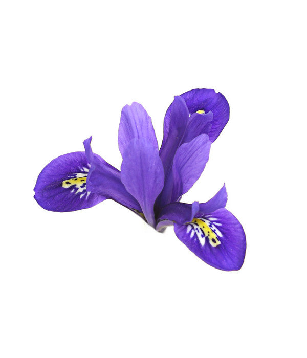  Netzblatt-Iris 'Harmony'