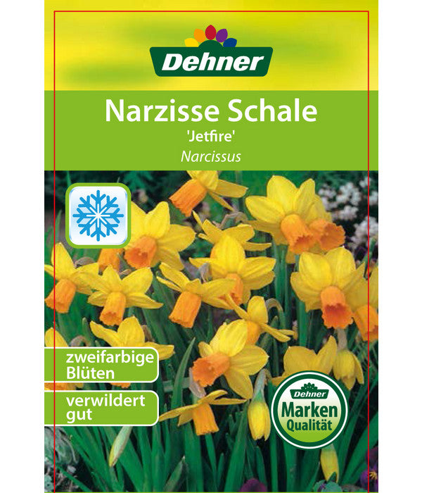  Narzisse 'Jetfire', Schale