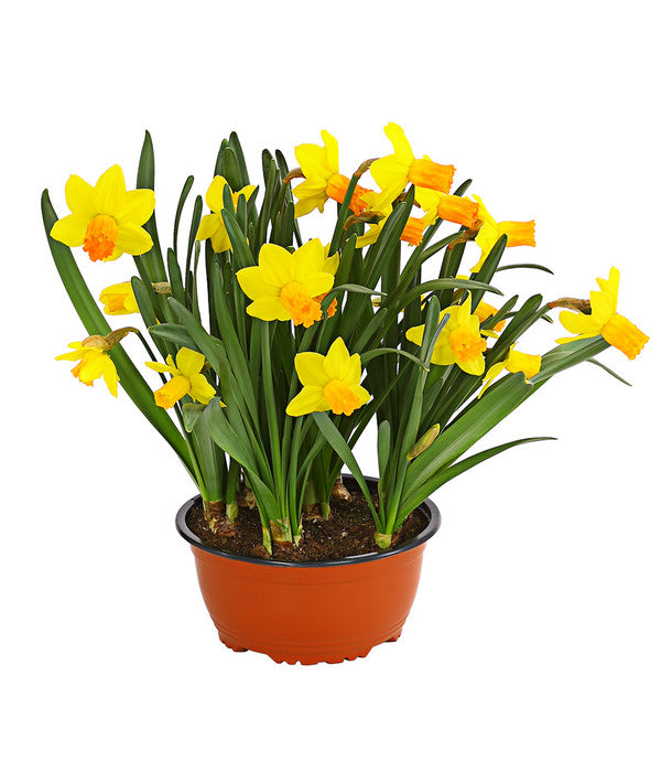  Narzisse 'Jetfire', Schale