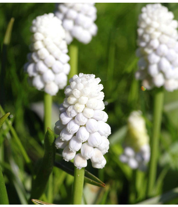  Traubenhyazinthe 'White Magic'