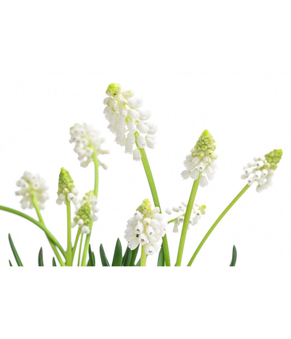  Traubenhyazinthe 'White Magic'