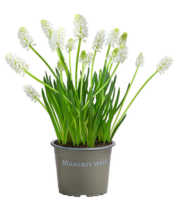  Traubenhyazinthe 'White Magic'