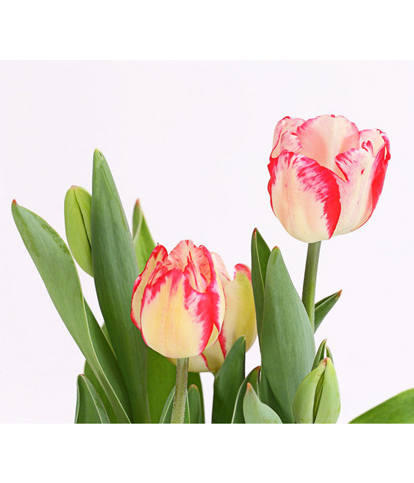  Tulpe 'Pleasure'